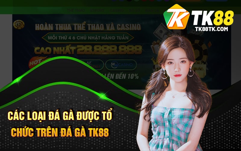 Các Loại Đá Gà Được Tổ Chức Trên Đá Gà TK88