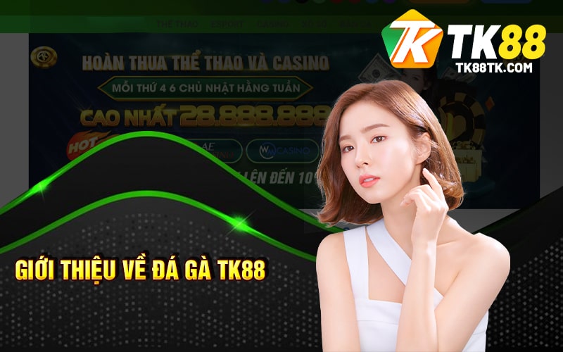 Giới Thiệu Về Đá Gà TK88