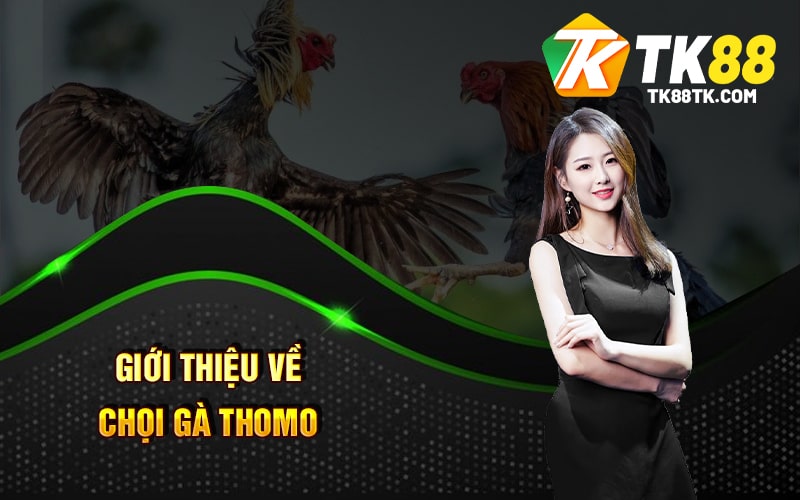 Giới thiệu về Chọi Gà Thomo