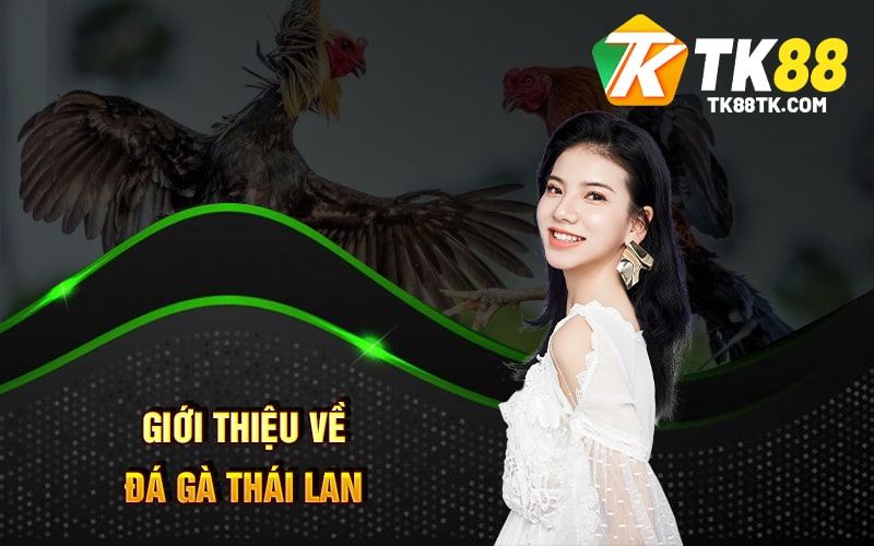 Giới thiệu về Đá Gà Thái Lan